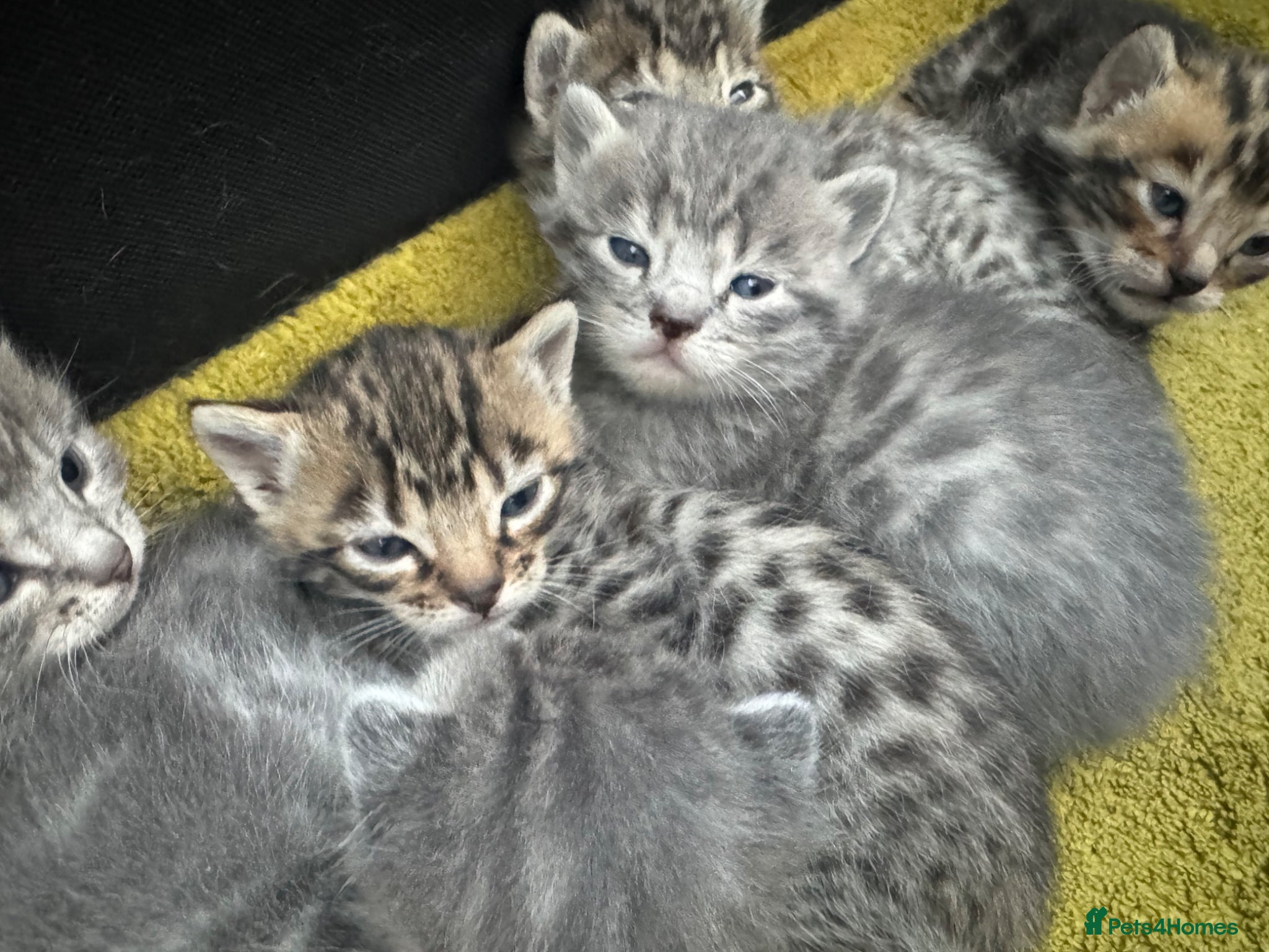 Bengal cats 3/4 blue bengal  kittens - Advert 2