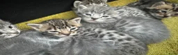 Bengal cats for sale: 3/4 blue bengal  kittens - Advert 2