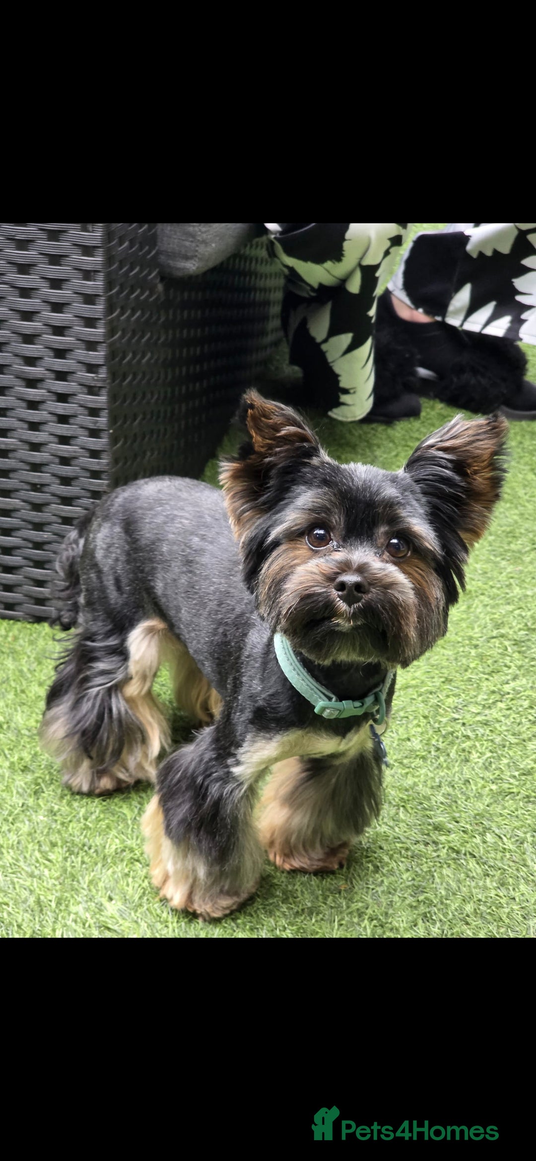 Yorkshire Terrier dogs for sale: Yorkshire terrier mini - Advert 7