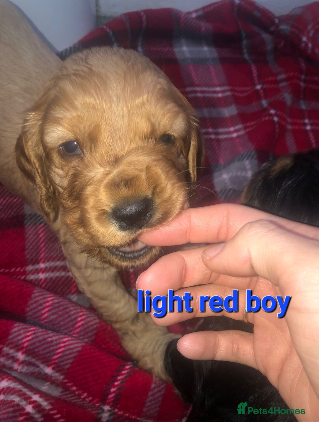 Cocker Spaniel dogs for sale: Cocker Spaniel puppies  - Advert 5