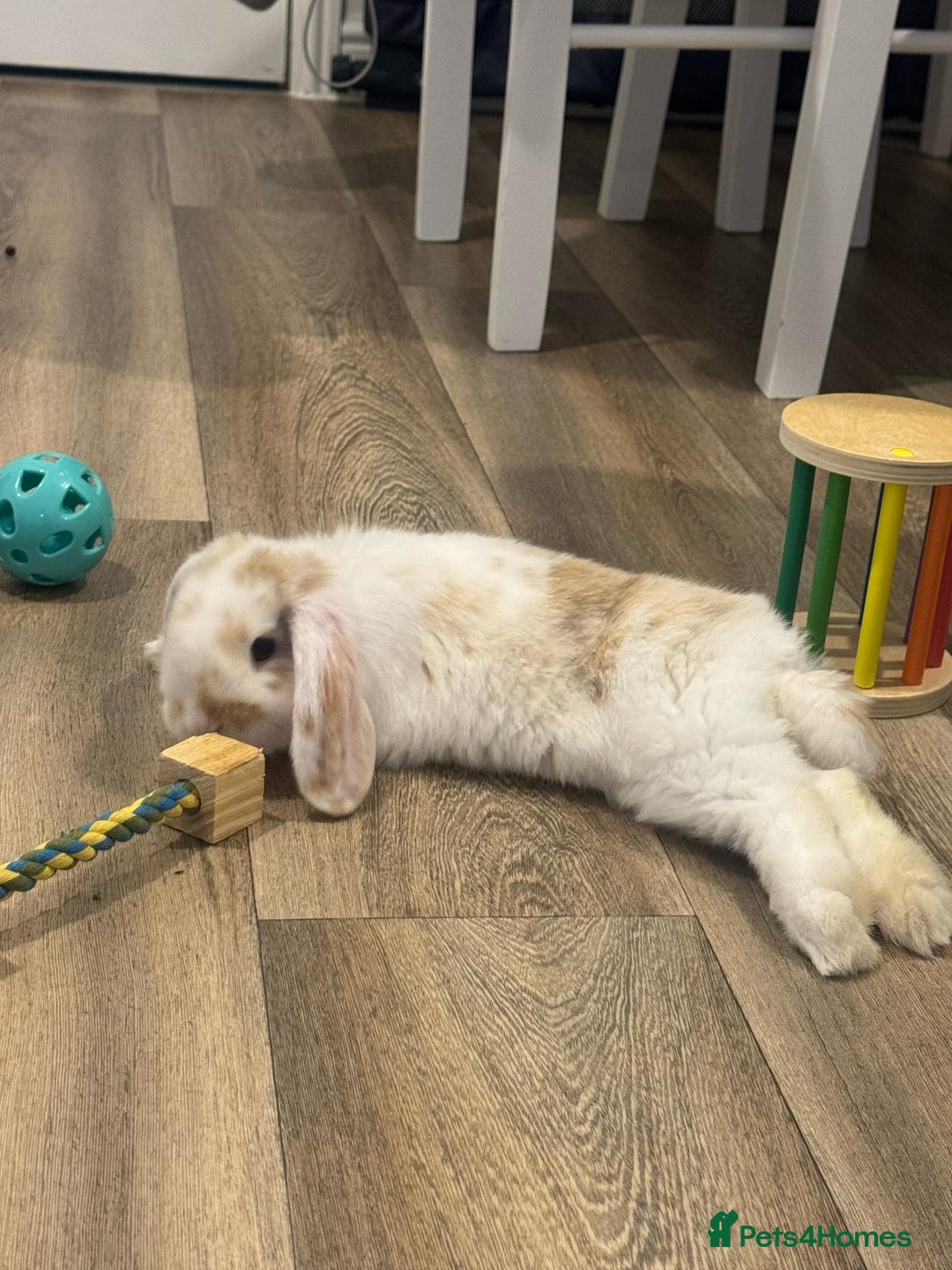 Mini Lop rabbits for sale: 2 mini lop indoor rabbits male - Image 4