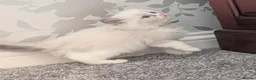 Ragdoll cats for sale: 🏆 GCCF Champion Ragdolls • Active Considered - Advert 37