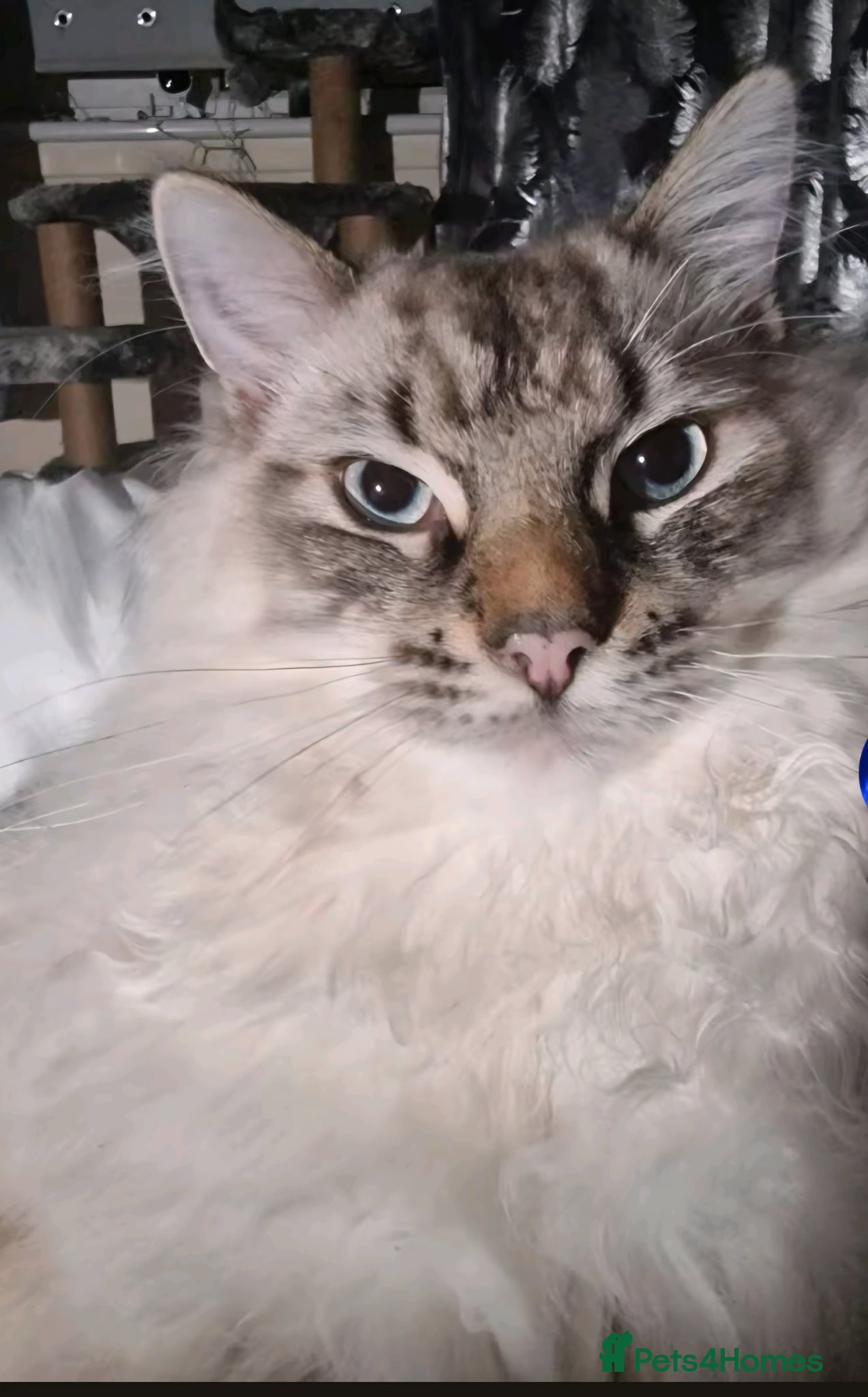 Ragdoll cats Beautiful male ragdoll - Advert 1