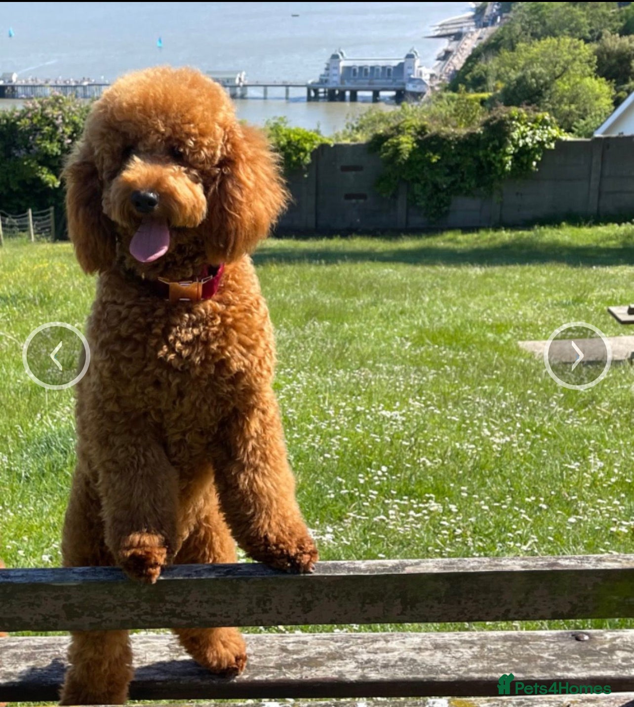 Miniature Poodle dogs Hugo. Our beautifu red boy, dna full clear panel.  in Porth - Advert 8