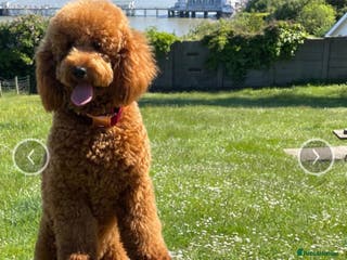 Miniature Poodle dogs Hugo. Our beautifu red boy, dna full clear panel. in Porth - Advert 2
