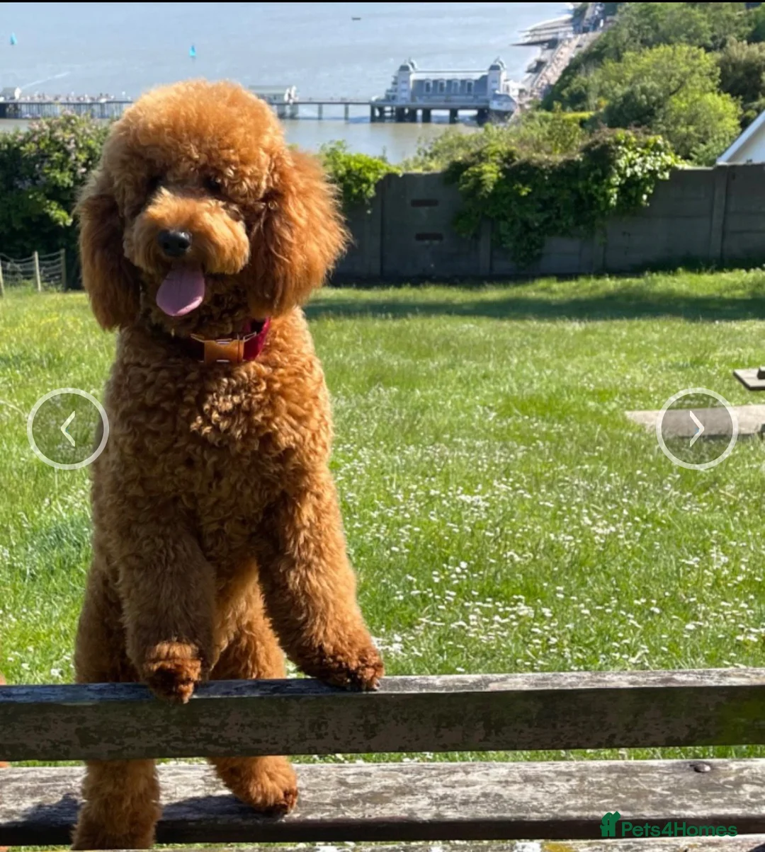 Miniature Poodle dogs for stud: Hugo. Our beautifu red boy, dna full clear panel.  in Porth - Advert 1