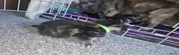 Mixed Breed cats for sale: Persian cross maincoon fluffy kittens  - Advert 25