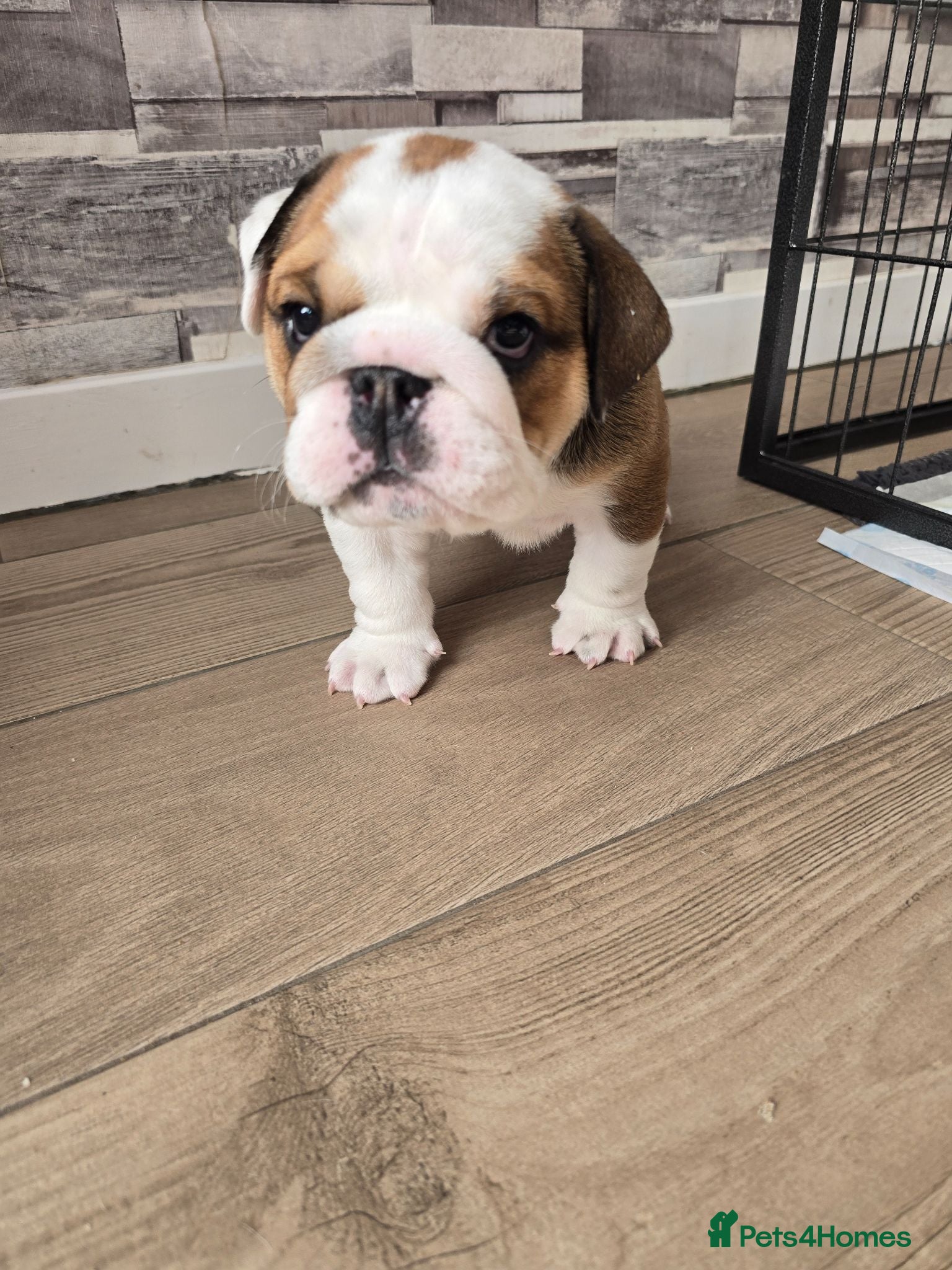 English Bulldog dogs 2🐶KC❗️registered English bulldog puppies✨️🔥 - Advert 2