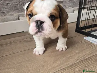 English Bulldog dogs 2🐶KC❗️registered English bulldog puppies✨️🔥 - Advert 2