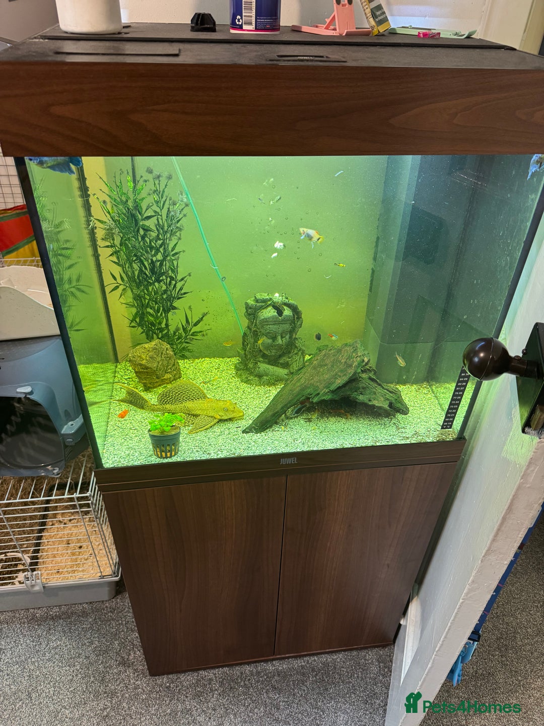 Plecos fish for sale: Sailfin pleco - Advert 3