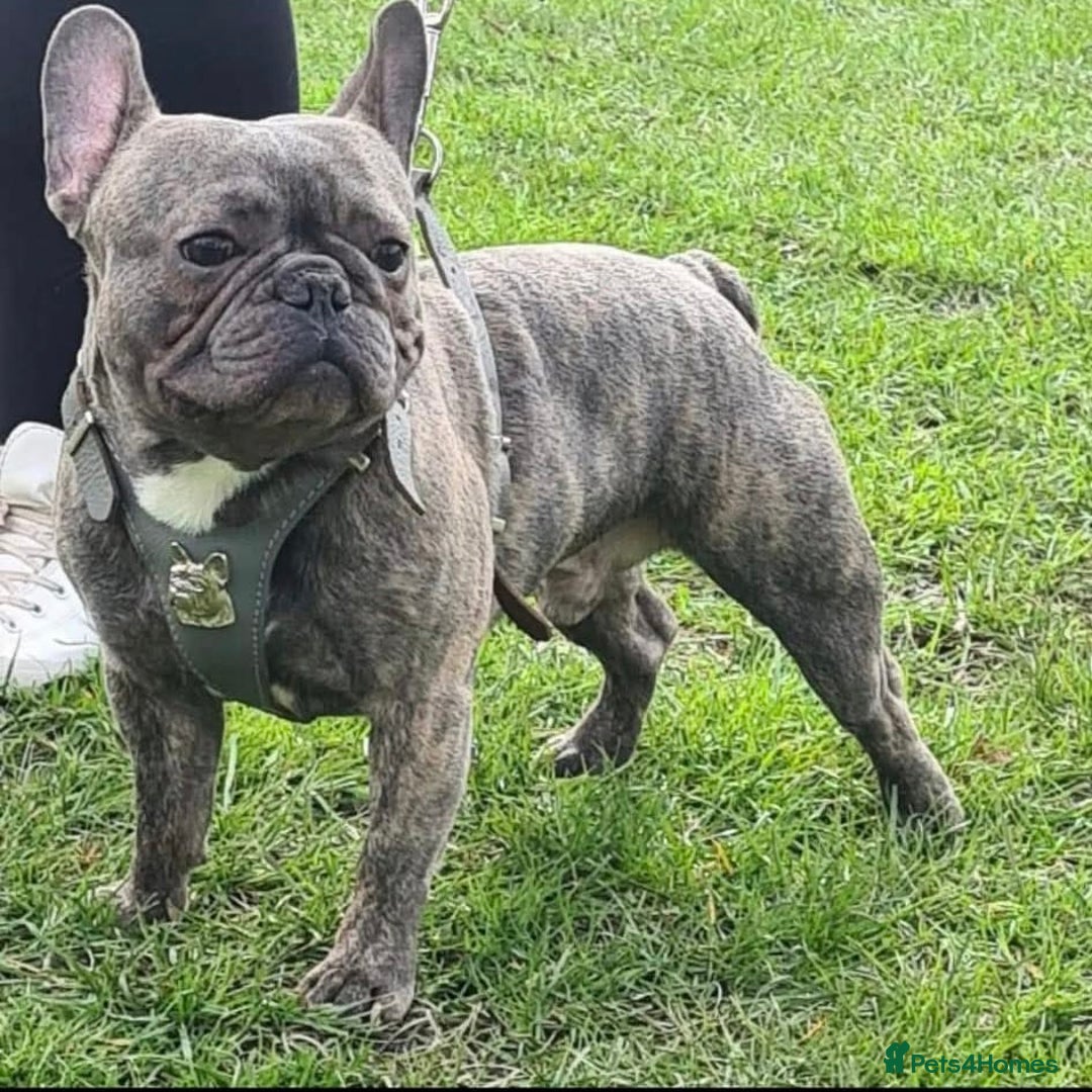 French Bulldog dogs for sale: French bulldog puppies  - Advert 27