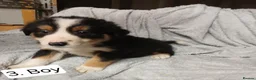 Border Collie dogs for sale: Outstanding Tri-Colour Border Collie Puppies - Advert 7