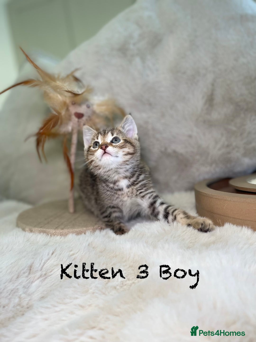 Mixed Breed cats for sale: Stunning kittens ready now  - Advert 9