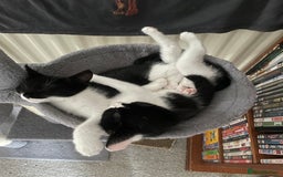 British Shorthair cats for sale: Kittens  - Image 2