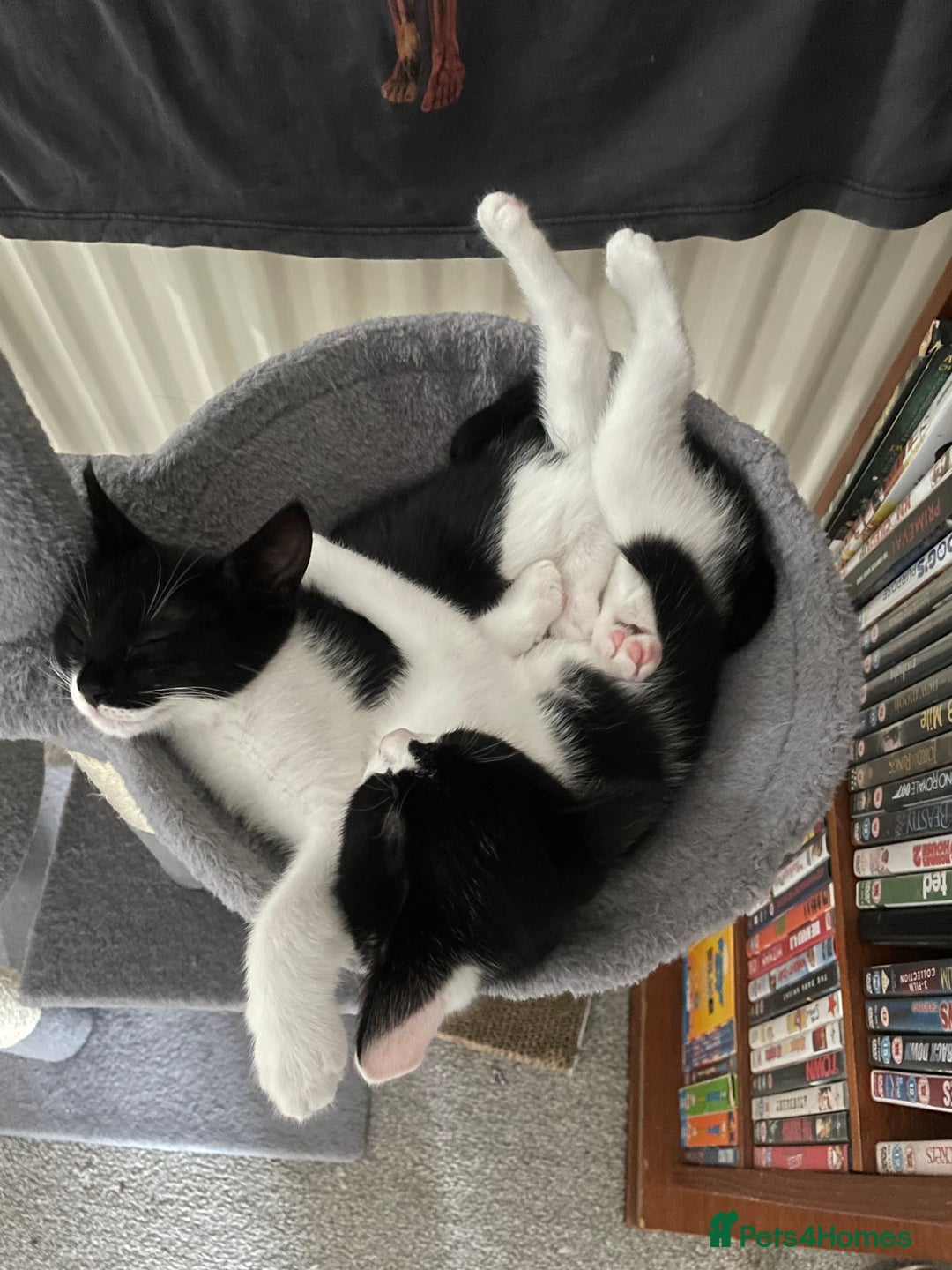 British Shorthair cats for sale: Kittens  - Image 2
