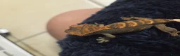 Gecko reptiles for sale: Crested & leopard gecko babies - Advert 14