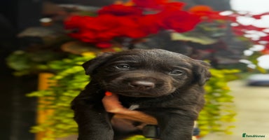 Labrador Retriever dogs - Advert 16