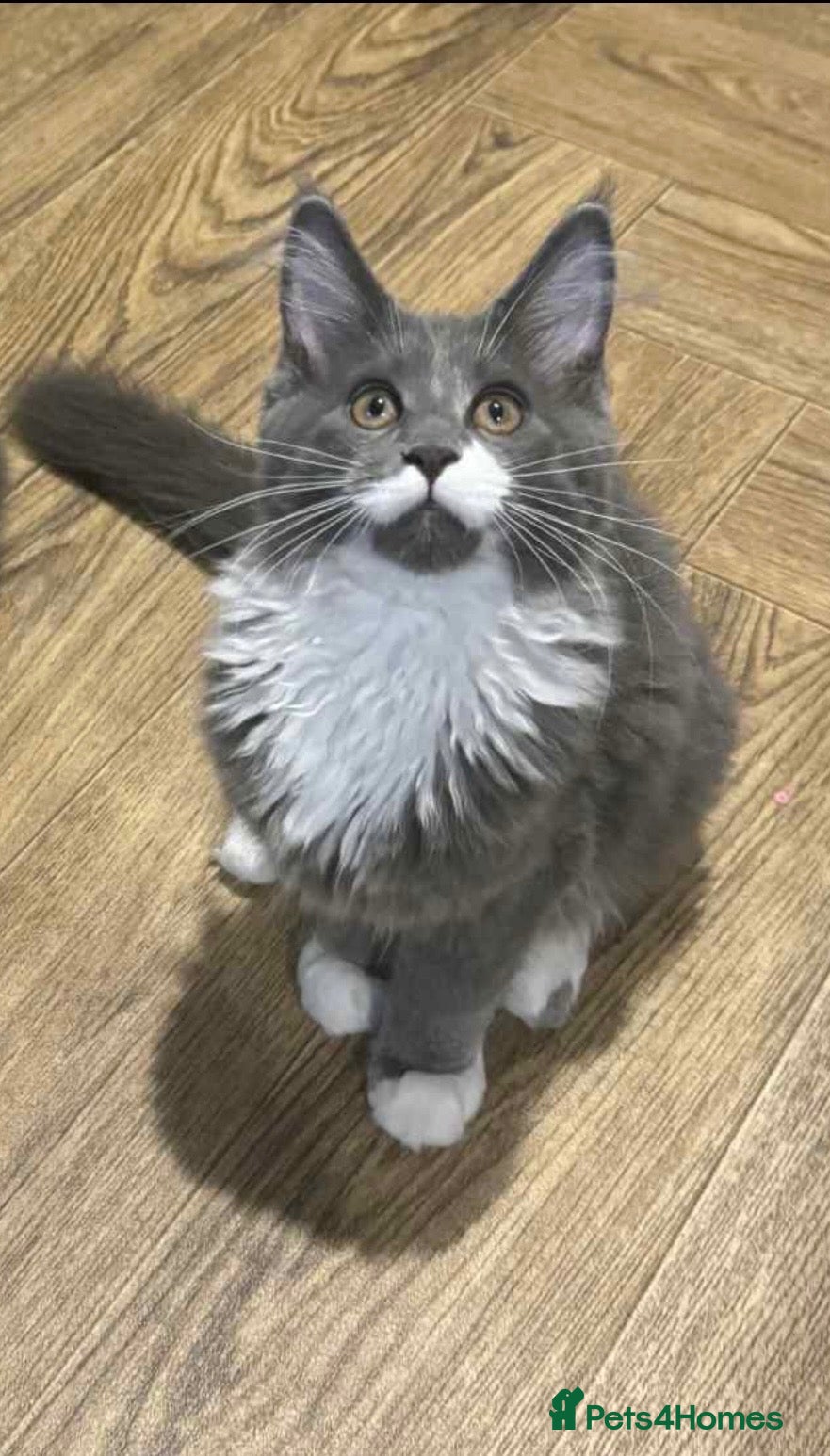 Maine Coon cats Blue smoke & white female mainecoon - Advert 4