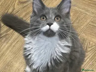 Maine Coon cats Activeregistered Blue smoke&white female mainecoon - Advert 4
