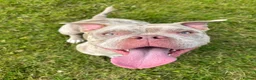 American Bully dogs for sale: Sprinkles the pocket bully  in Prestwick - Advert 1