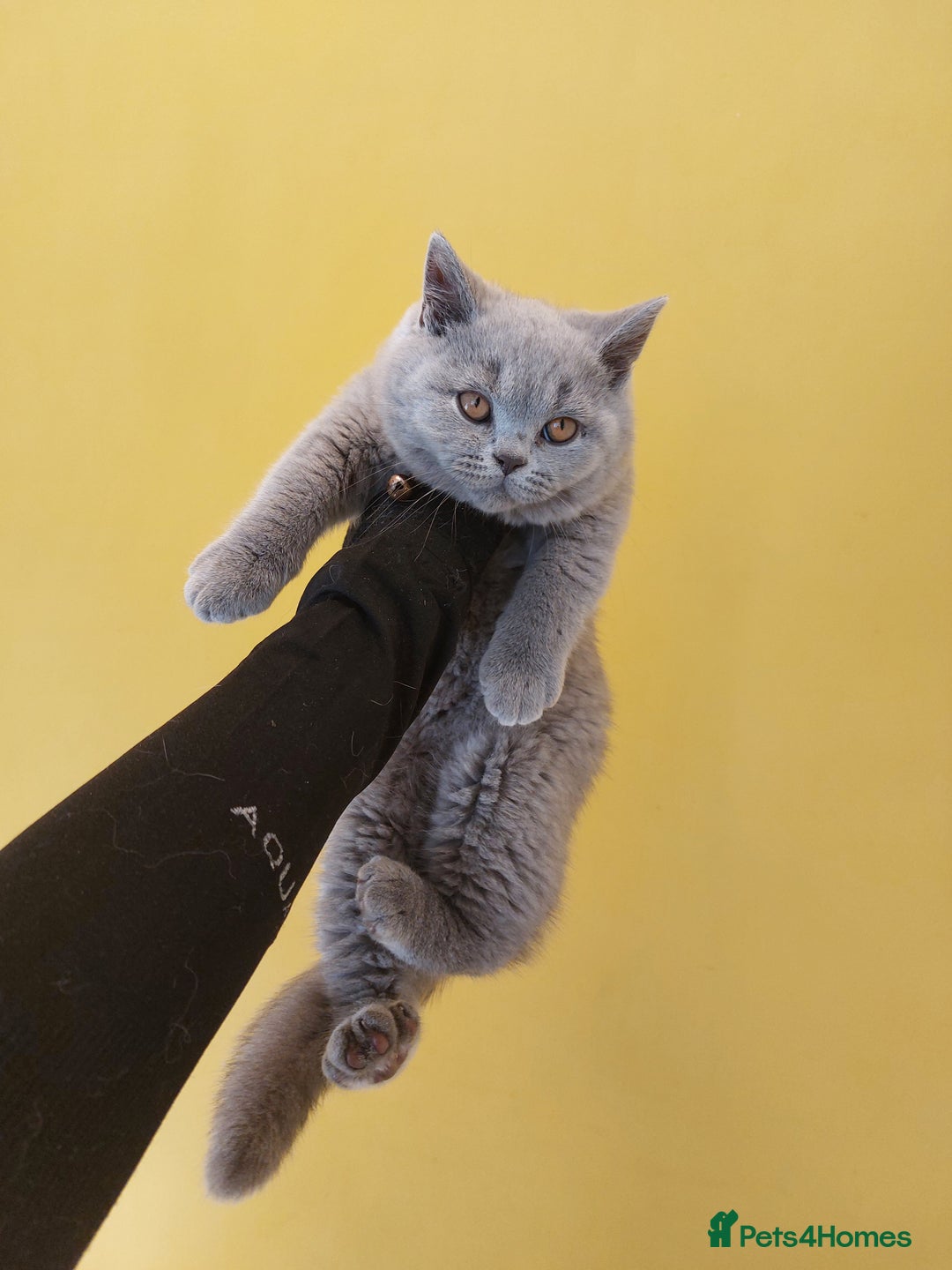 British Shorthair cats for sale: WOW🔥CH🏆SIRED❤️‍🔥GCCF REG KITTEN in Dudley - Image 7