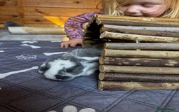 French Lop rabbits for sale: 🩵Stunning litter pure bred blue eye French lops🩵 - Image 12