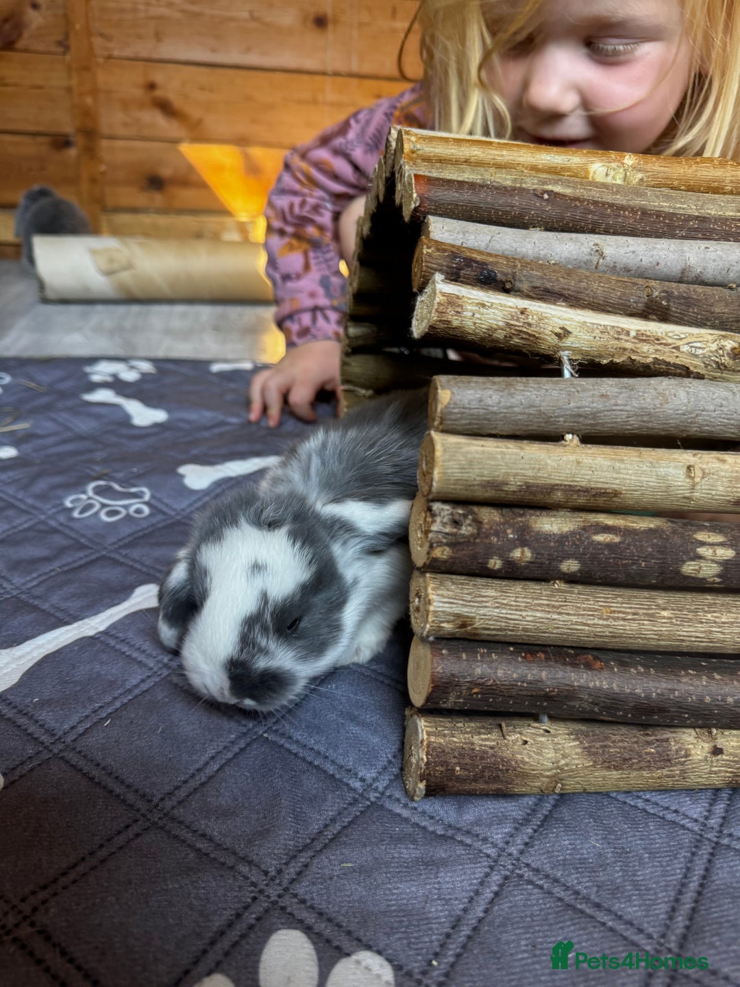 French Lop rabbits for sale: 🩵Stunning litter pure bred blue eye French lops🩵 - Image 12