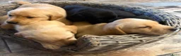 Labrador Retriever dogs for sale: KC Labradors puppies  - Advert 9