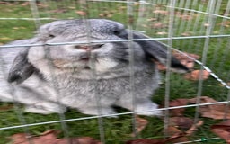 Mini Lop rabbits for sale: Adorable Coco - female Mini Lop - Advert 6