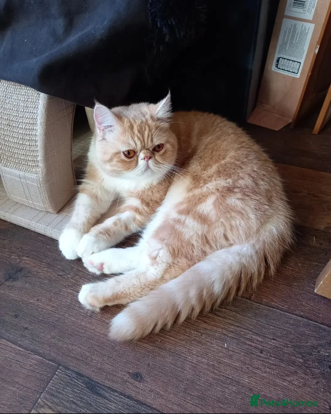 Exotic cats for sale: 4 year old Exotic short hair  - Advert 1