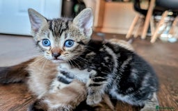 Mixed Breed cats for sale: 4 beautiful kittens looking for their forever home - Image 3