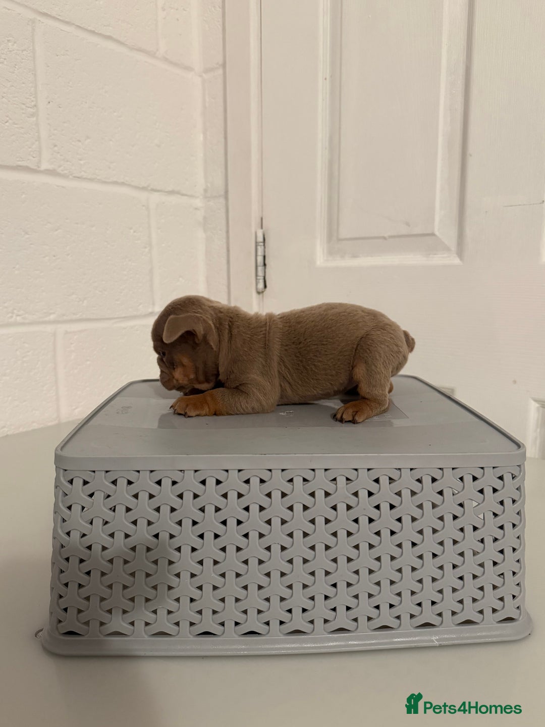 English Bulldog dogs for sale: A LITTER NOT TO BE MISSED 🔥 - Advert 16