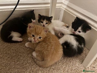 Mixed Breed cats - Advert 24