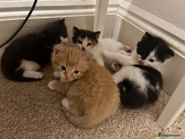 Mixed Breed cats - Advert 4