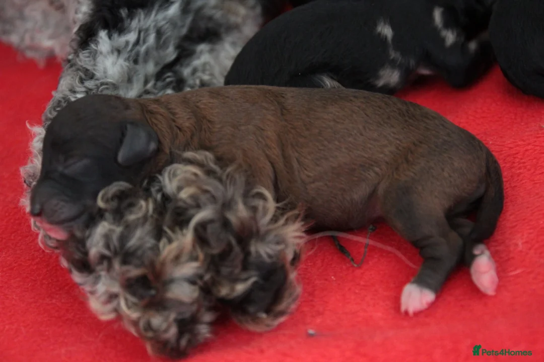 Miniature Poodle dogs for sale: Beautiful miniature poodle puppies  - Advert 22