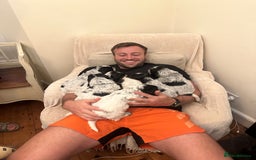 Cocker Spaniel dogs for sale: Show Cocker Spaniel KC reg available on 16 th Sept - Image 2