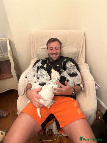 Cocker Spaniel dogs - Advert 7