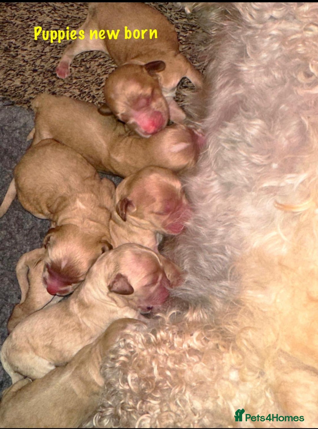 Cockapoo dogs for sale: F1 cockapoo puppies *ready to leave* - Image 9