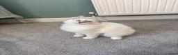 Ragdoll cats for sale: GCCF Mitted Lilac Lynx Active boy - Advert 22
