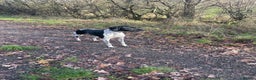 Pointer dogs for sale: English pointers - Advert 4