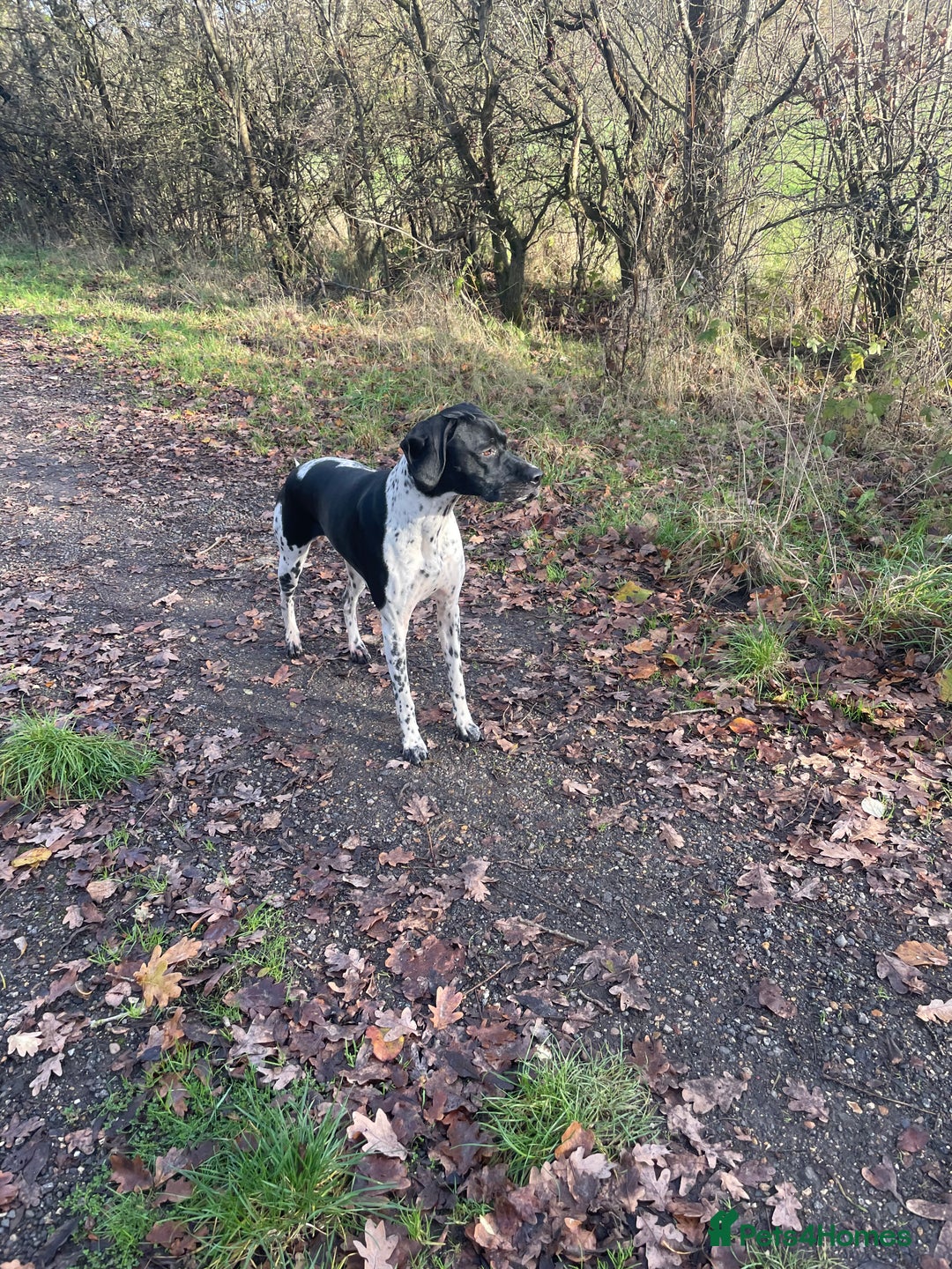 Pointer dogs for sale: English pointers - Advert 4