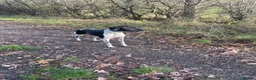 Pointer dogs for sale: English pointers - Advert 10