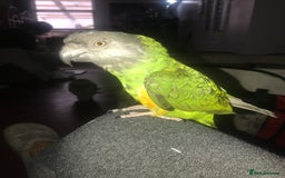 Parrots birds for sale: Beautiful female Senegal parrot for sale - Image 8