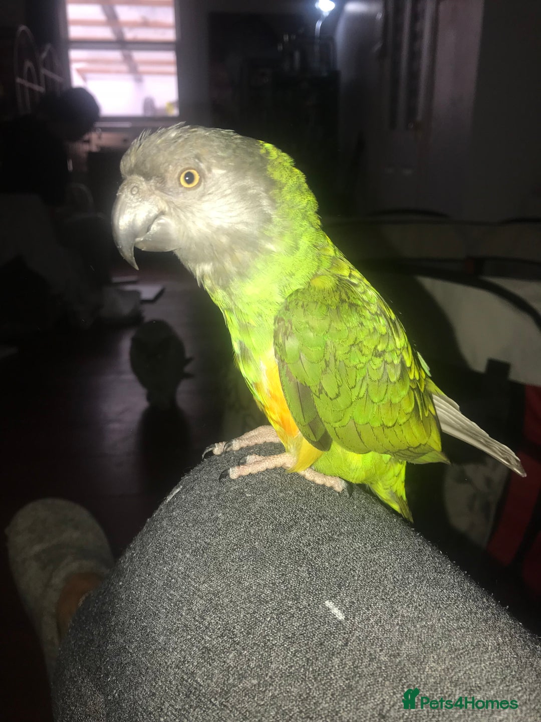 Parrots birds for sale: Beautiful female Senegal parrot for sale - Image 8