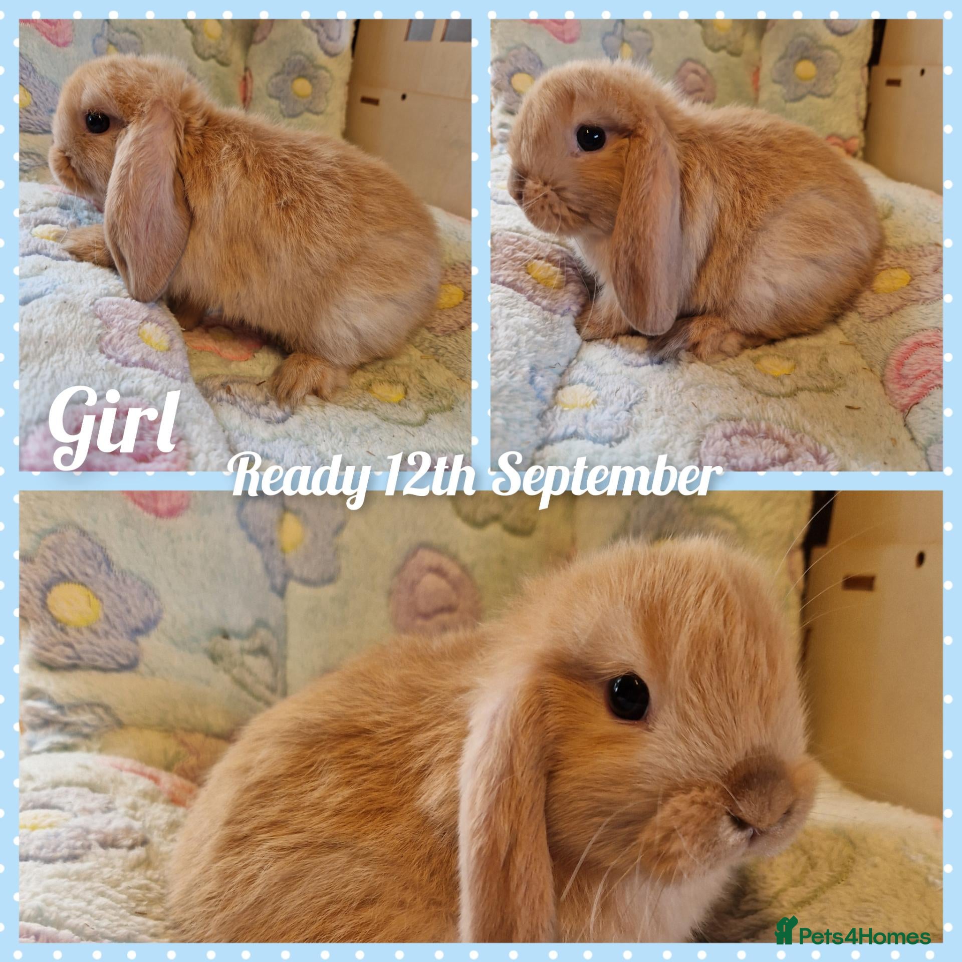 Mini Lop rabbits Mini lop kits  - Advert 1