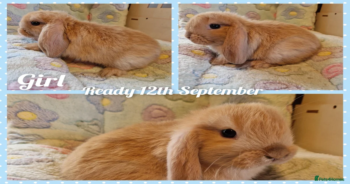 Rabbits for Sale for sale | Pets4Homes