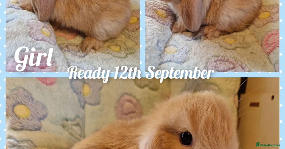 Nevada Rabbits Rabbits for Sale for sale | Pets4Homes