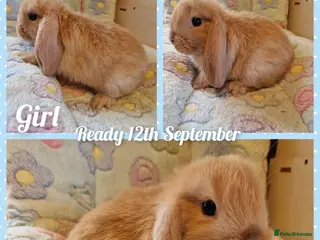Mini Lop rabbits Mini lop kits - Advert 2