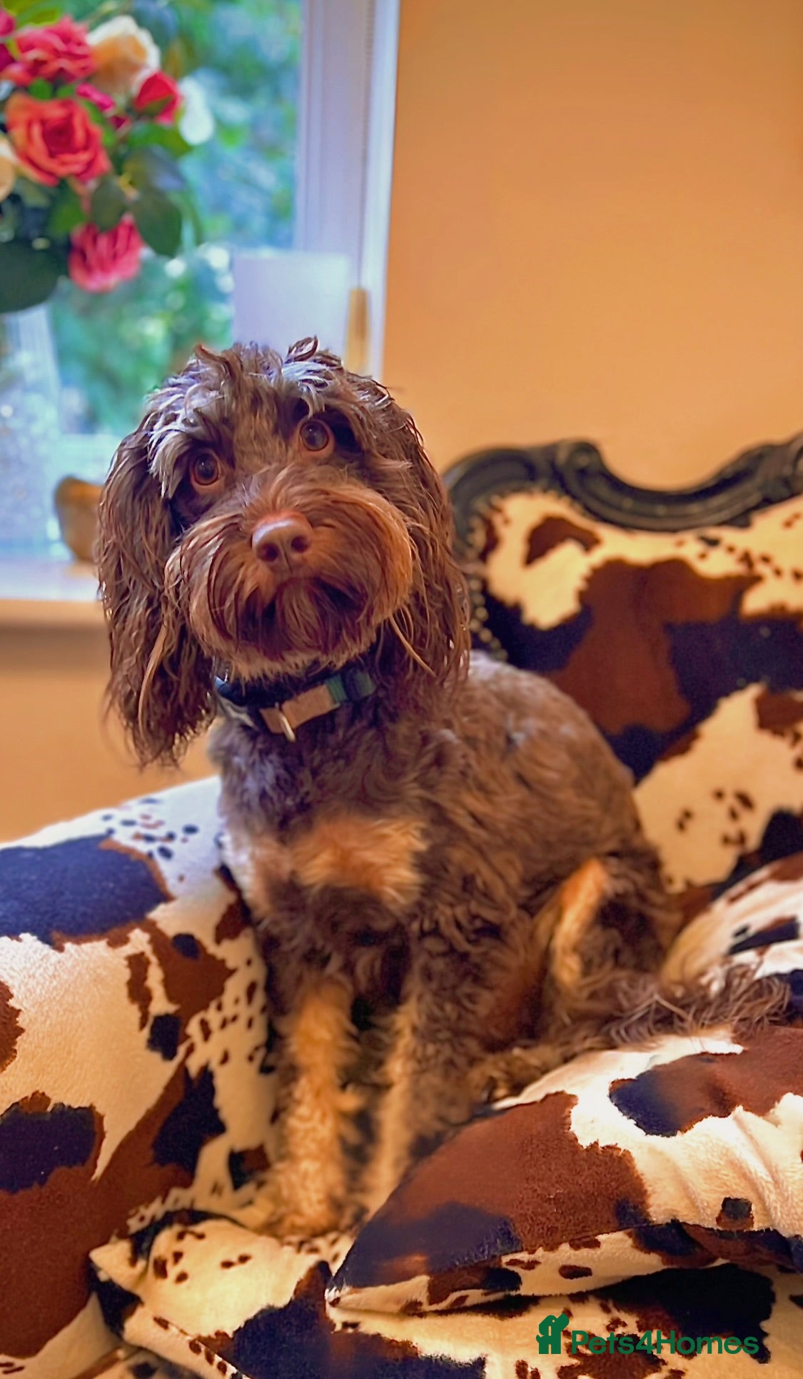 Cockapoo dogs Beautiful Cockapoo Puppies for Sale ✨🐾 - Advert 1