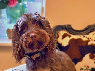 Cockapoo dogs Beautiful Cockapoo Puppies for Sale ✨🐾 - Advert 1